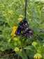 Elite Shungite Heart  Pendant